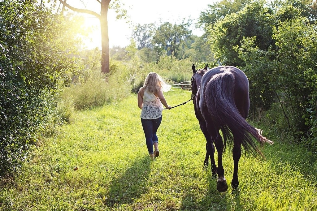 Comment apprendre à un cheval à ne pas mordre ?
