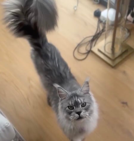 maine coon longueur queue record mondial