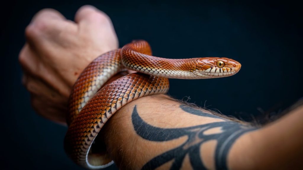 rever serpent marron