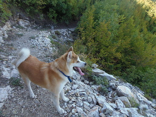 Akita américain