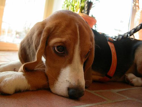 Beagle