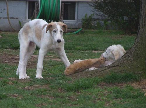 Berger Blanc Suisse