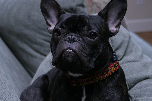 Bouledogue Français