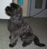 Bouvier Australien
