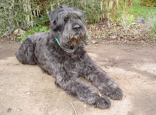 Bouvier de l'Entlebuch