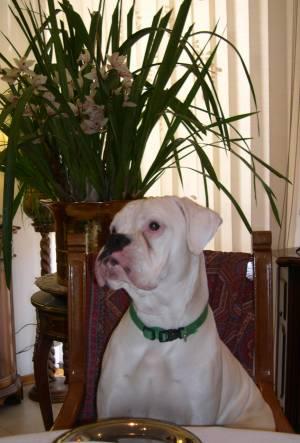 Boxer