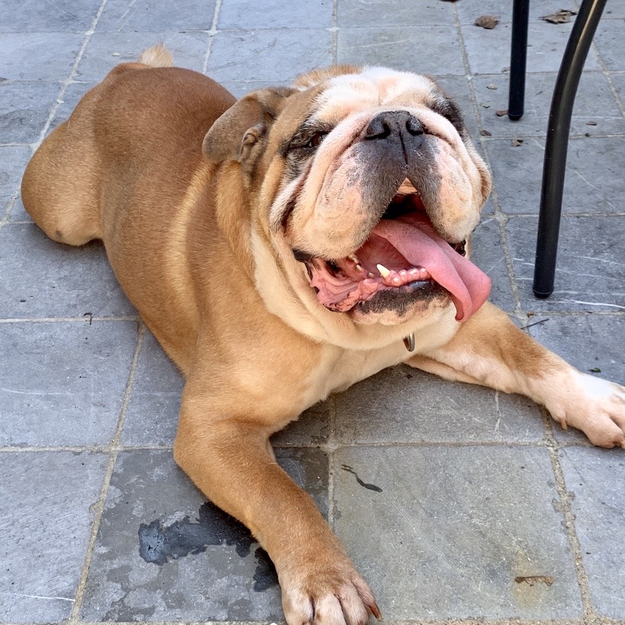 Bulldog Continental