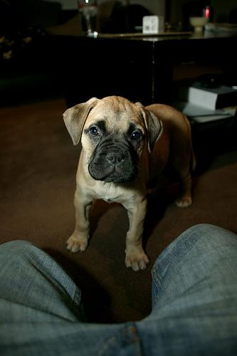 Bullmastiff
