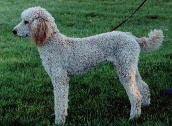 Caniche