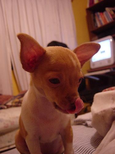 Cão Fila (Fila de Sao Miguel)