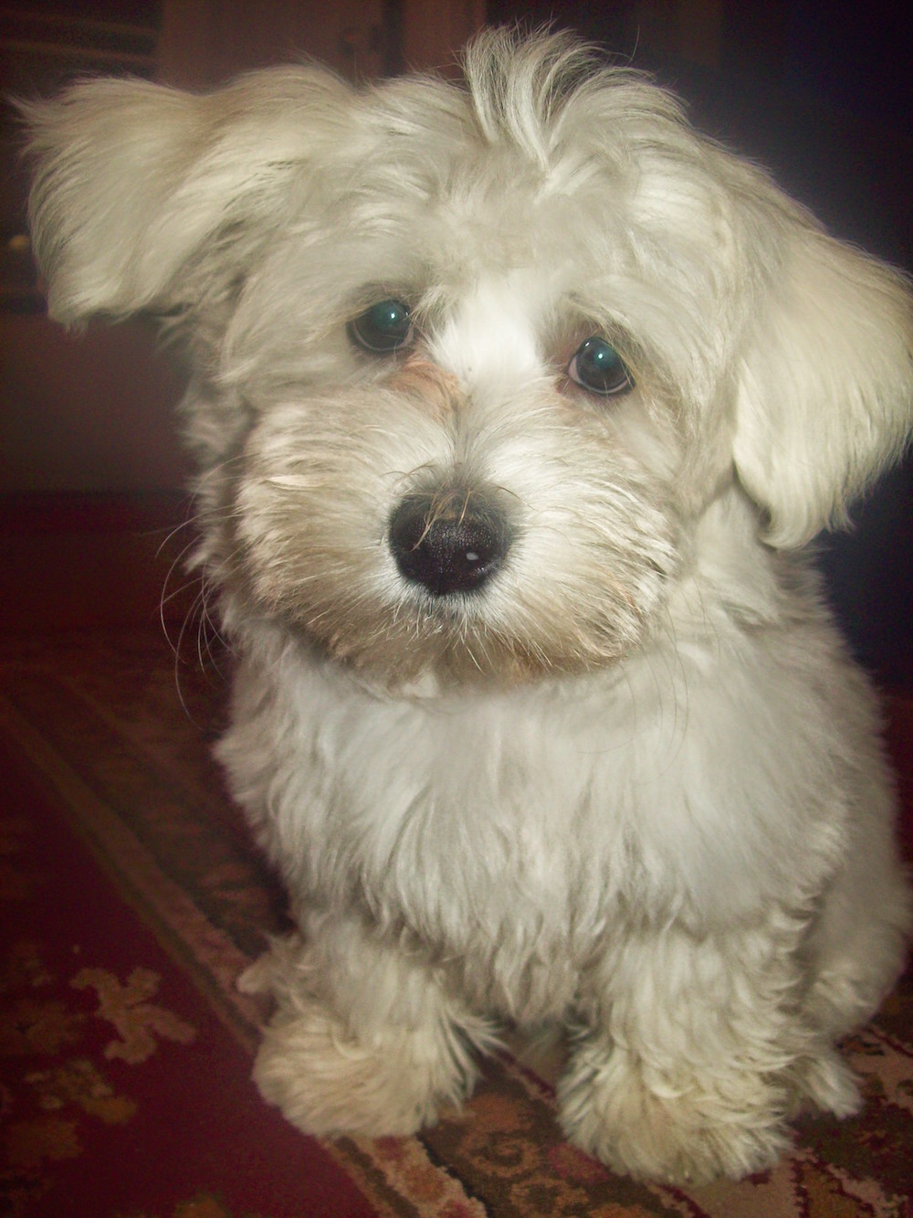 Chien du Pharaon