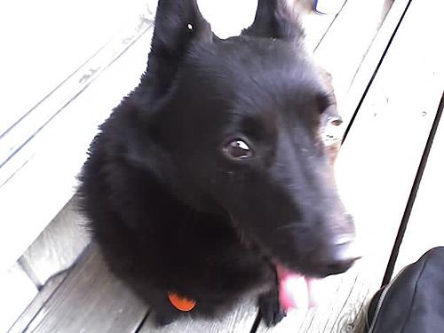 Chien-loup de Saarloos