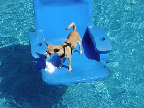 Chihuahua