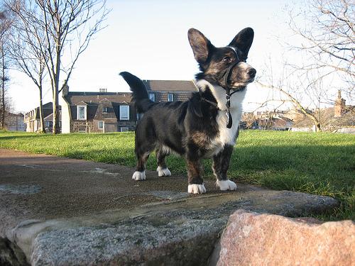 Corgi