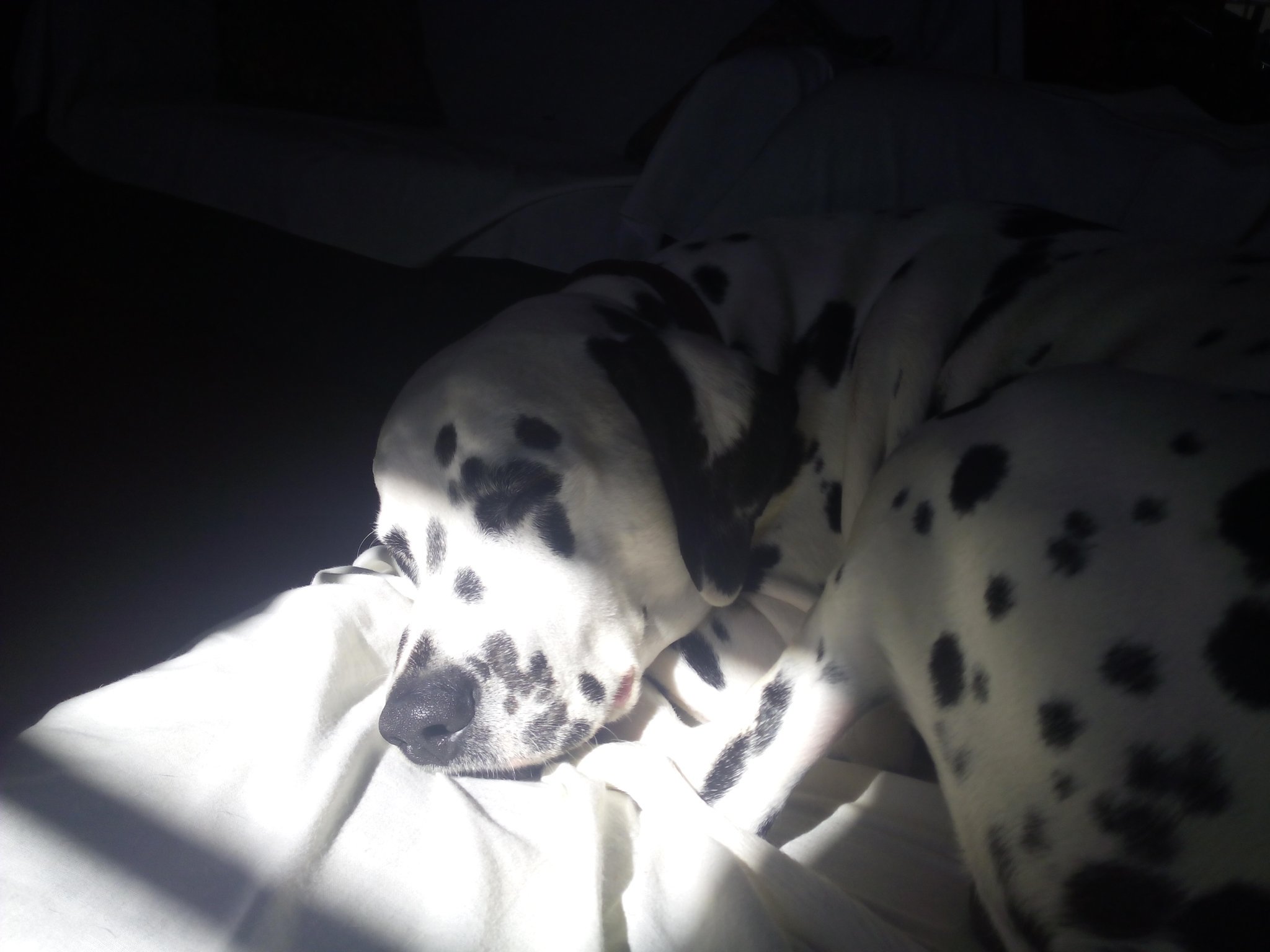 Dalmatien
