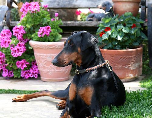 Dobermann