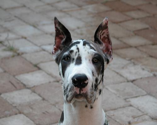 Dogue Allemand