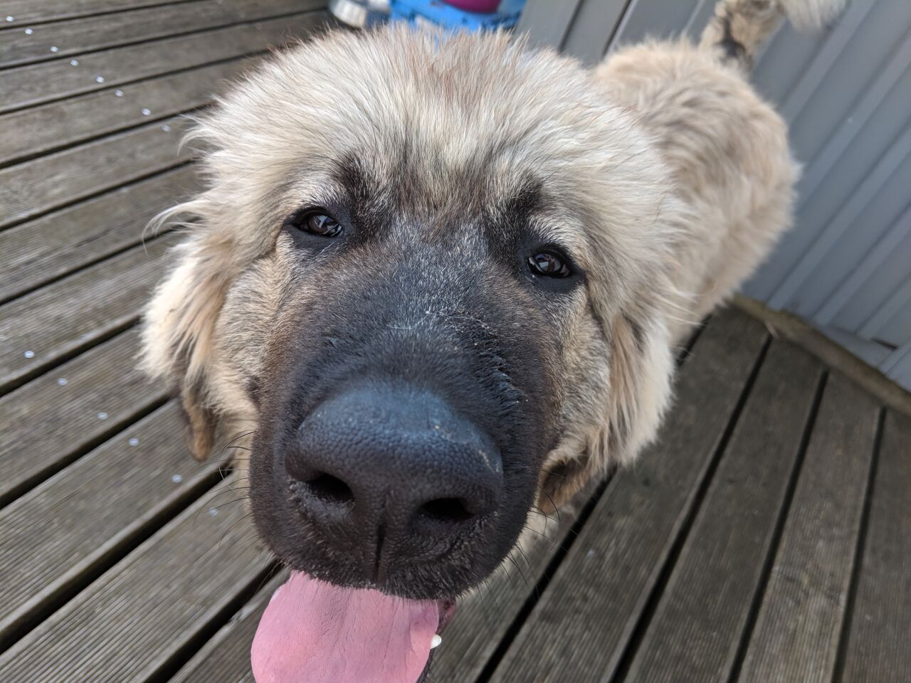 Dogue Argentin