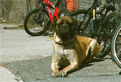 Dogue de Bordeaux