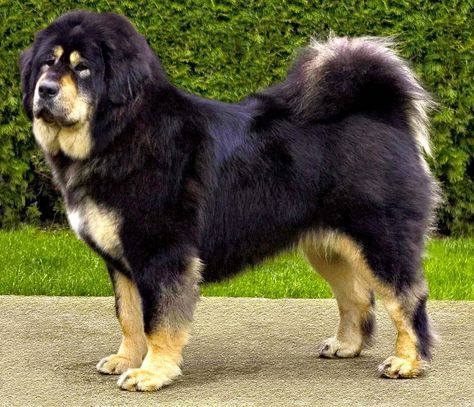Dogue de Majorque