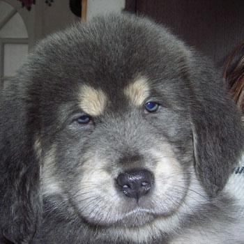 Dogue du Tibet