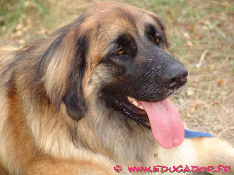 Eurasier
