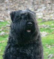 Grand Bouvier Suisse