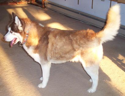 Husky