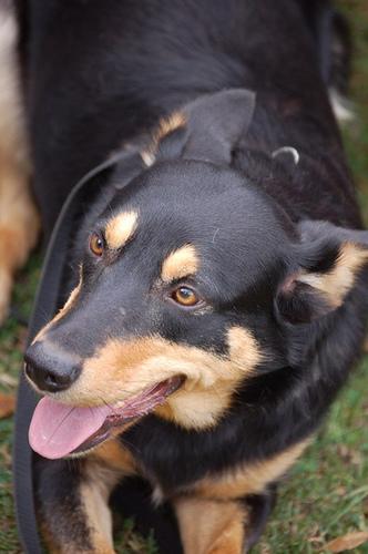 Kelpie
