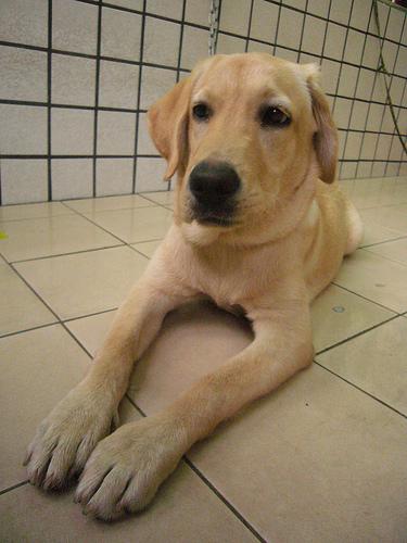 Labrador Retriever