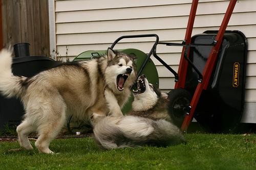 Malamute d’Alaska