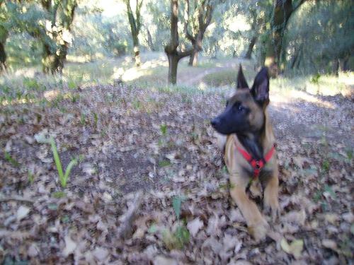 Malinois
