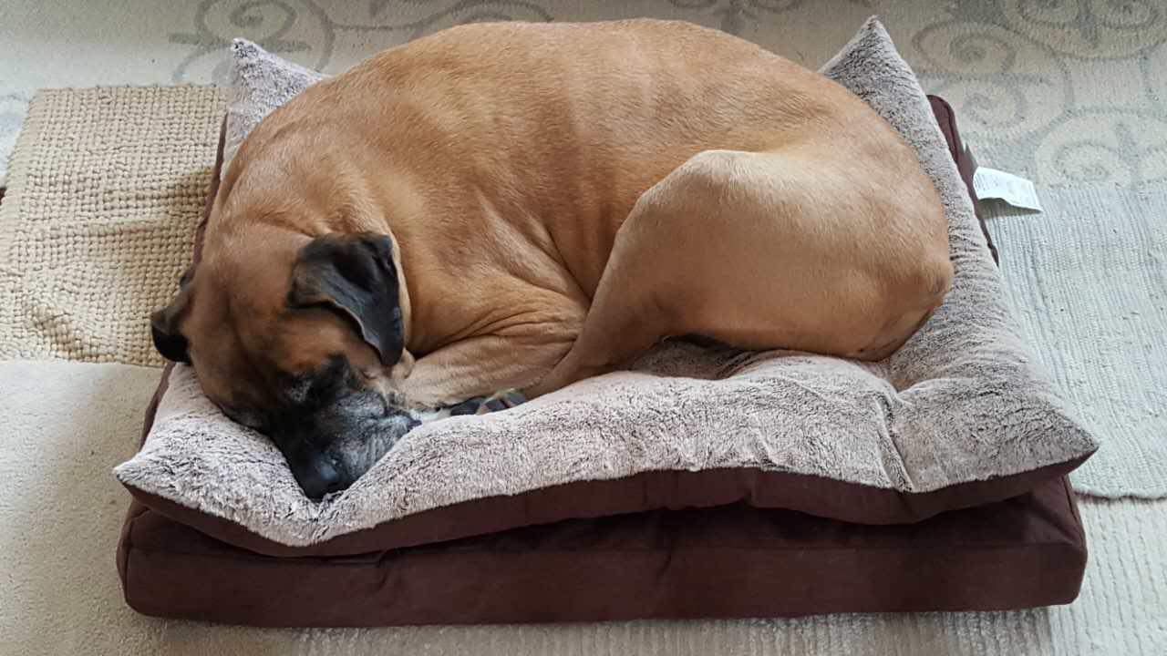 Mastiff