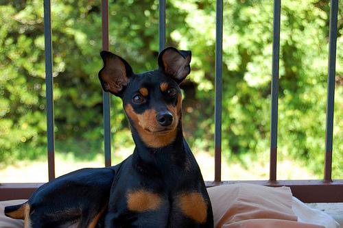 Pinscher nain