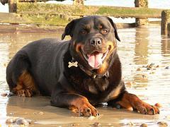 Rottweiler