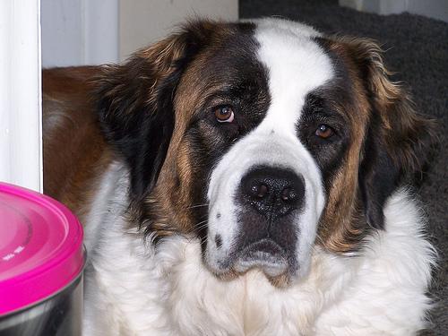 Saint-Bernard