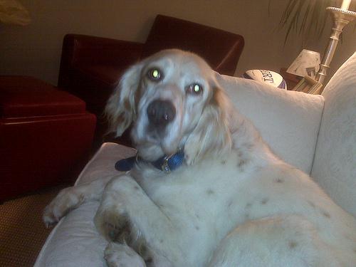 Setter Anglais