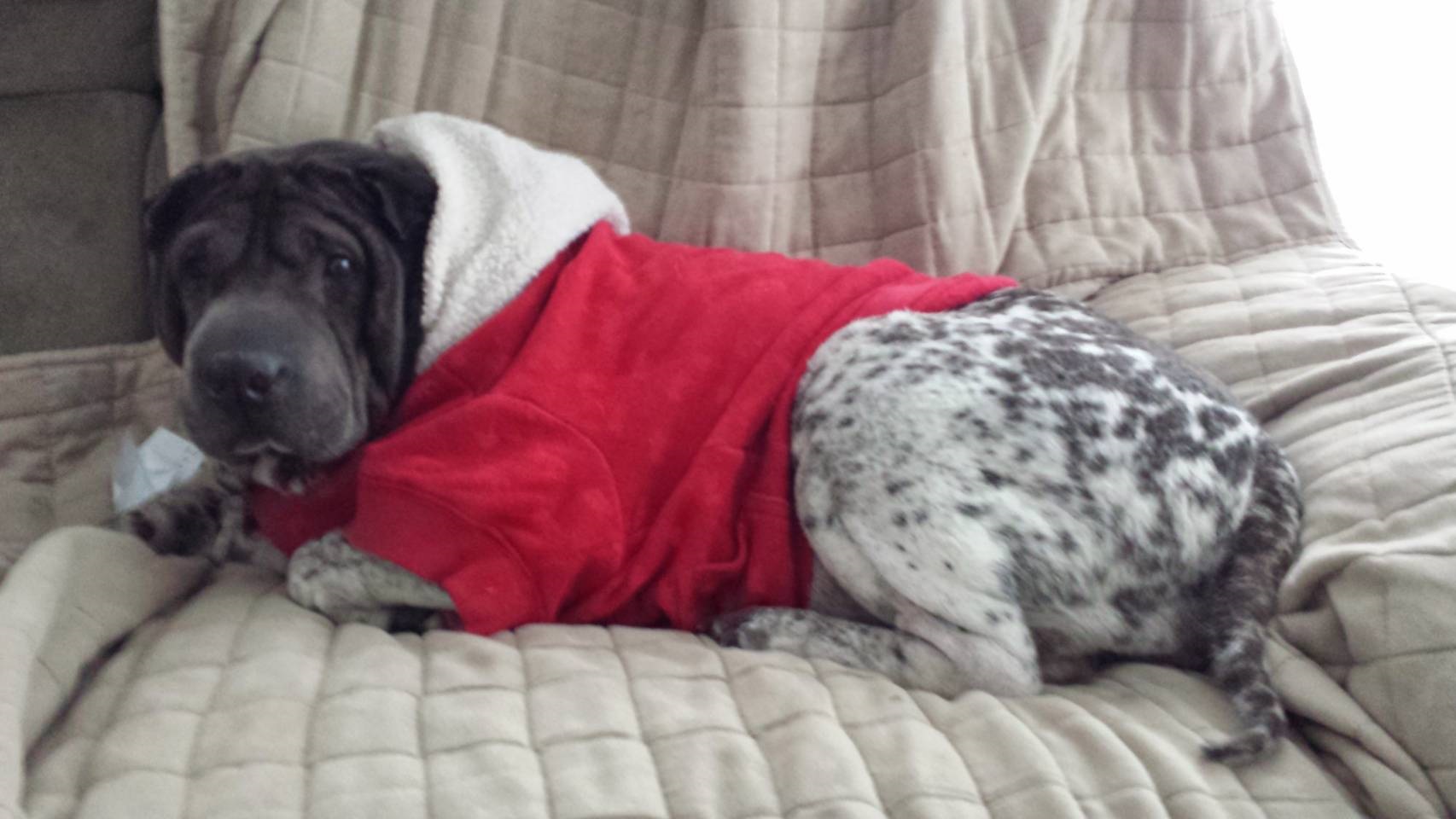 Shar Pei (ou Sharpeï)