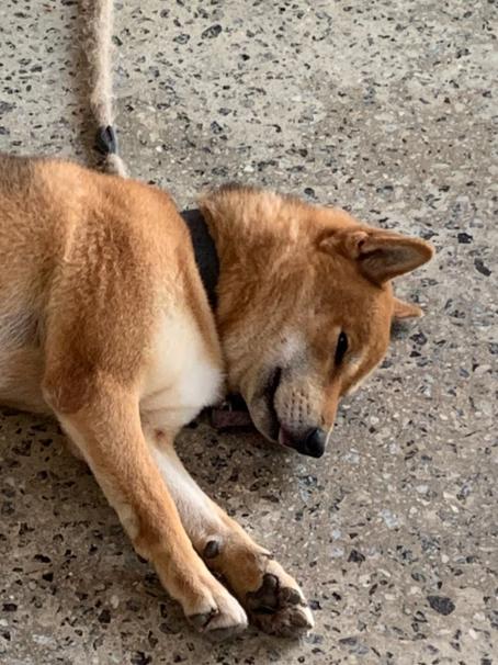 Shiba Inu