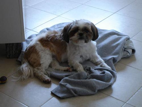 Shih Tzu