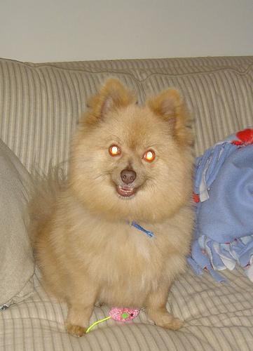 Spitz Allemand nain