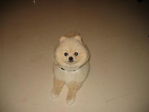 Spitz japonais