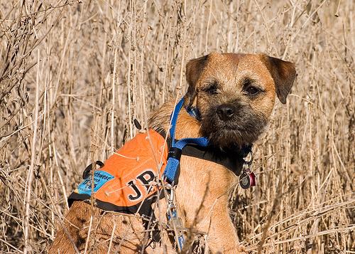 Terrier Tibétain
